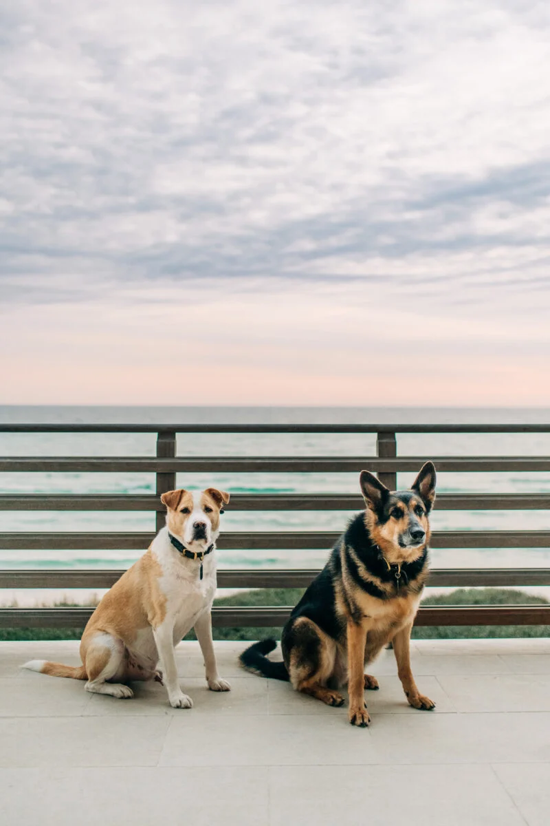 Gulf-Front Grandeur – Exterior Balcony View with Dogs exterior balcony view with dogs at Gulf-Front Grandeur